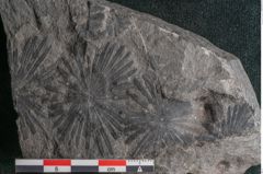 Foto (Detailansicht) von Plantae indet.  (NHMW-GEO-2024-0188-11524)